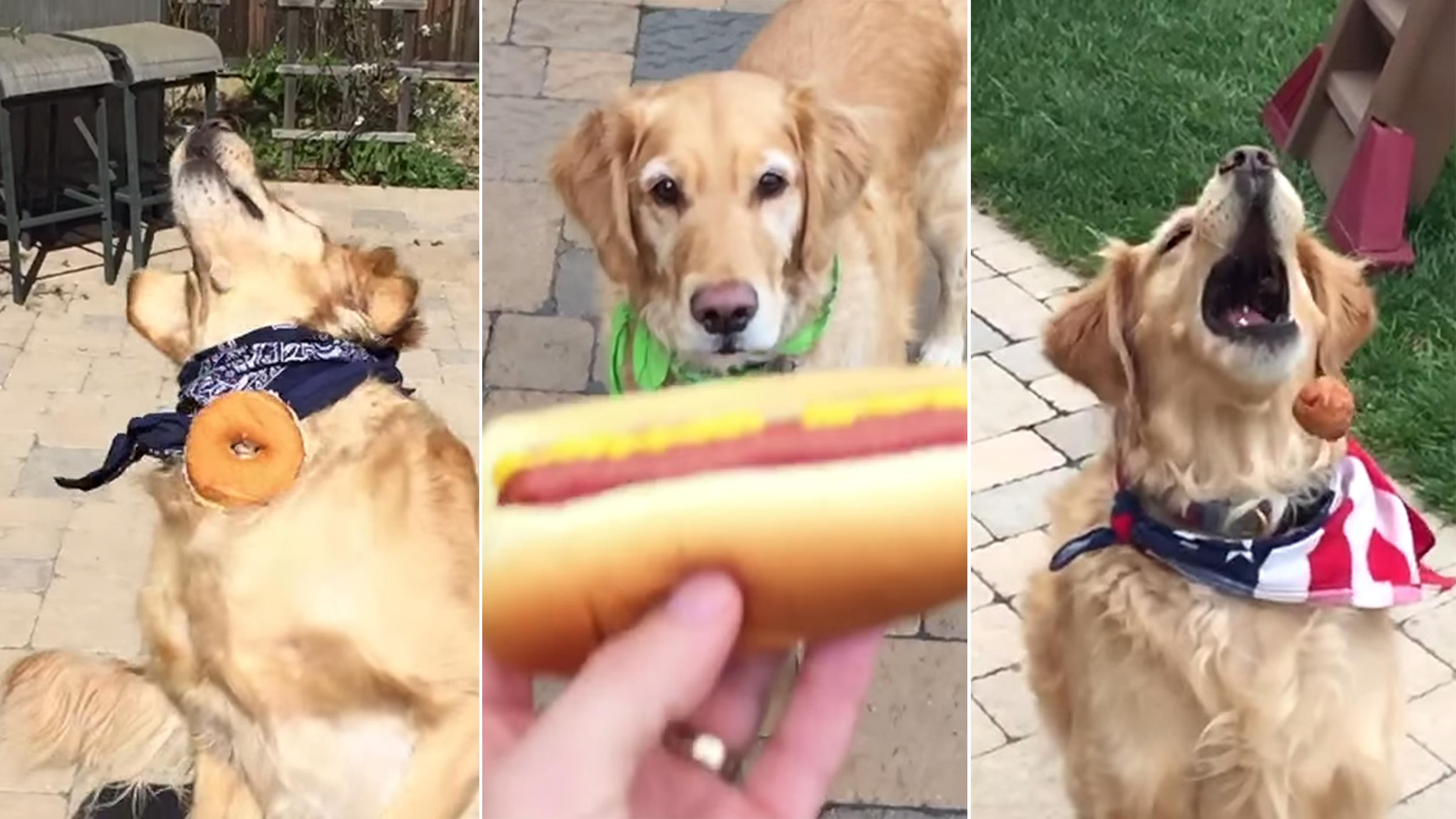 The dog in question.